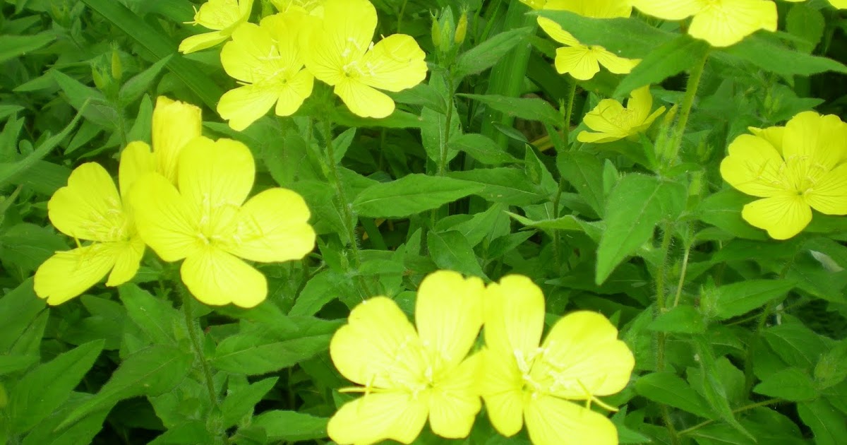 Jarvis House Flowers in Bloom during the Second Week in June 2011