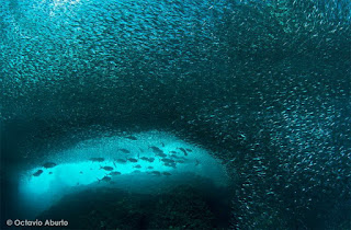 Fotos con Temas Submarinas