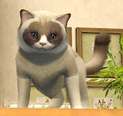  though Grumpy Cat loves nothing :( temujin
