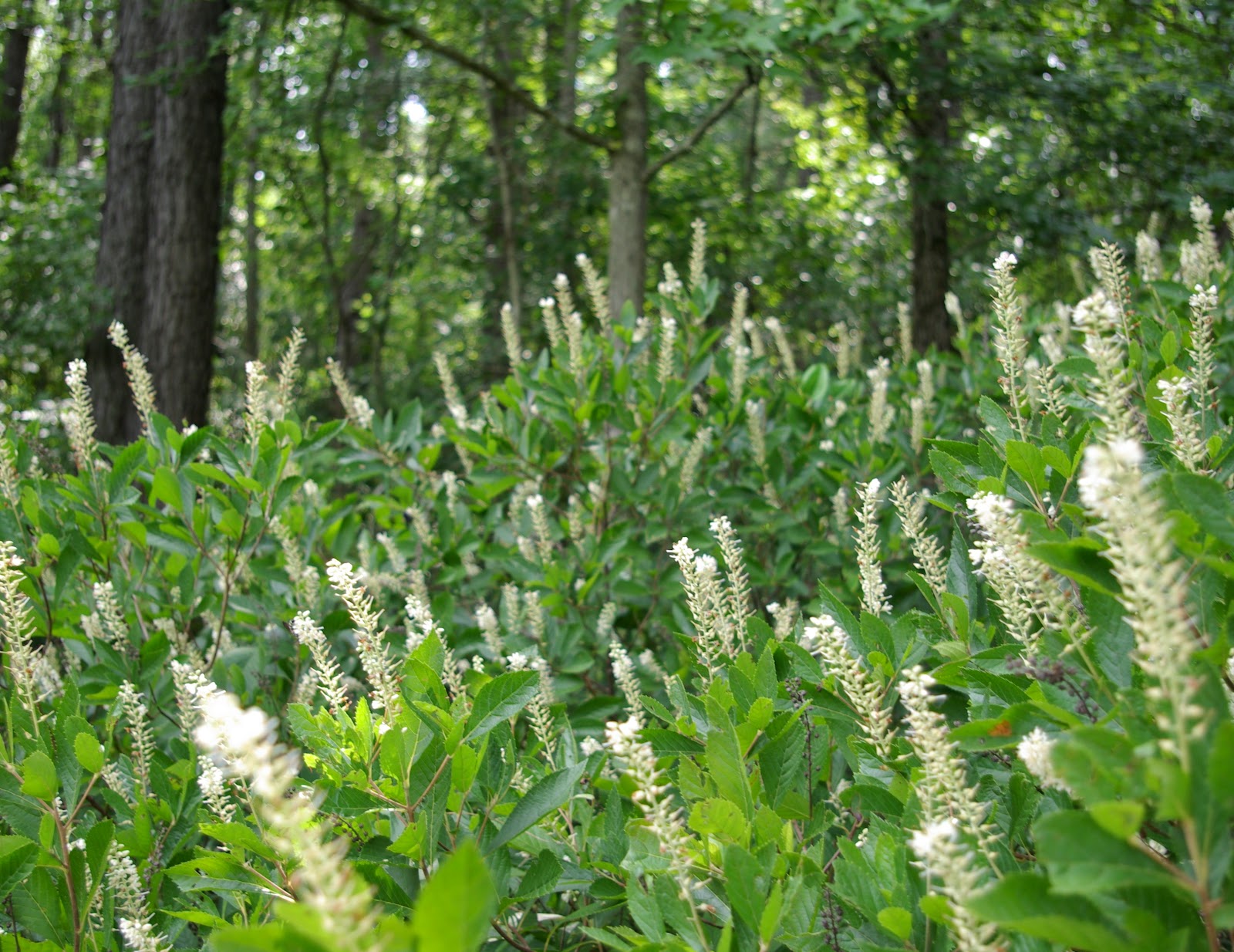 sweetbay Sweet Pepperbush and Friends