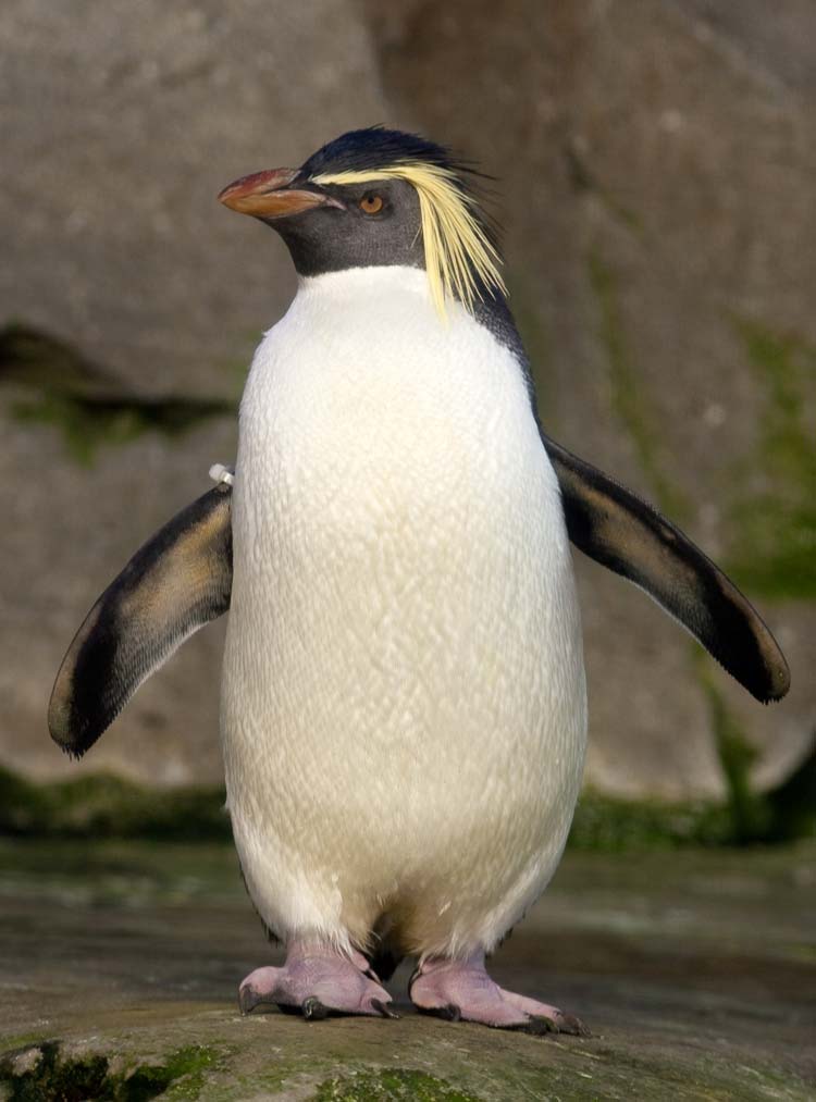 Rockhopper Island How To Get There Rockhopper Island How To Get There