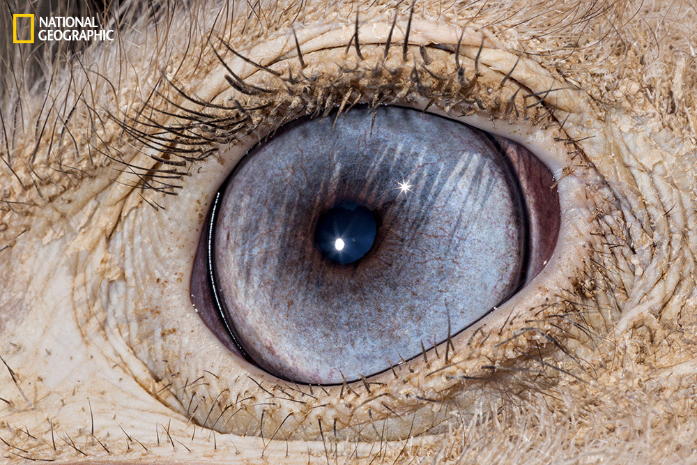 White Wolf National Geographic takes a fascinating closeup look at