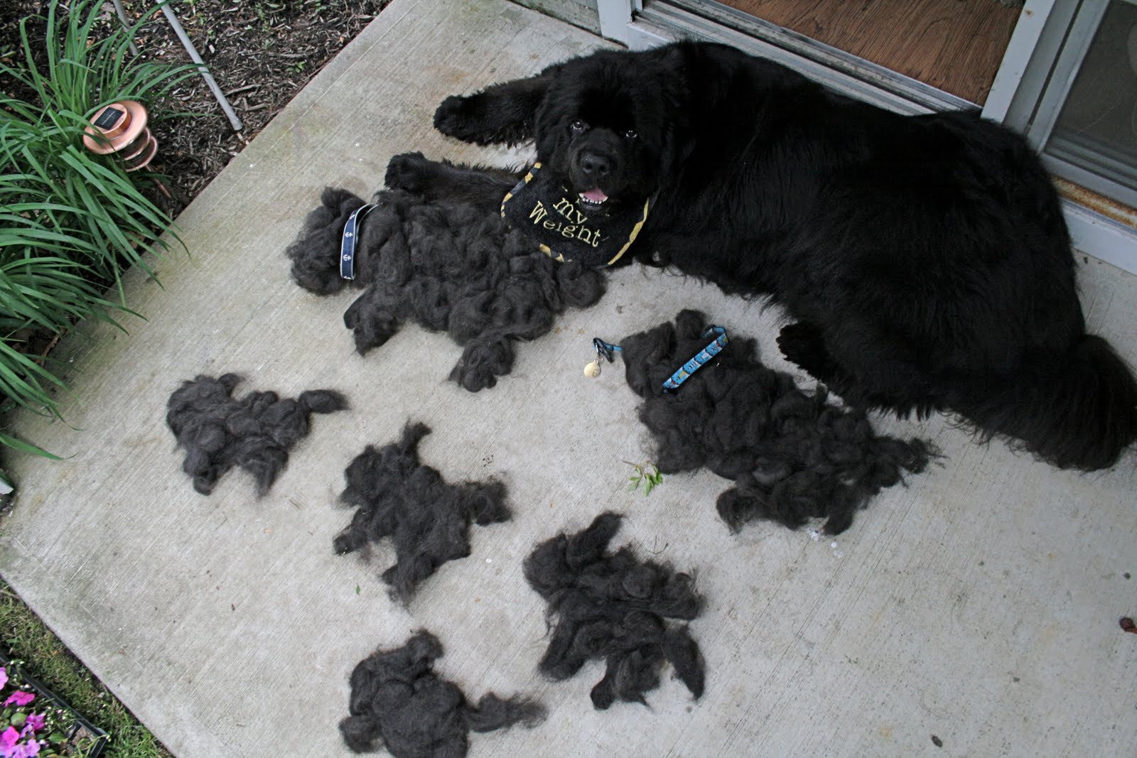 Do Newfoundland Dogs Shed A Lot