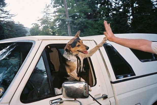 Dog Car Harness Uk Dog Car Harness Uk