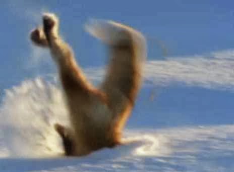 キツネの雪中ねずみ捕りジャンプの秘密 Secrets Of Snow Diving Foxes