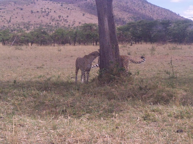 Serengeti National Park Tanzania