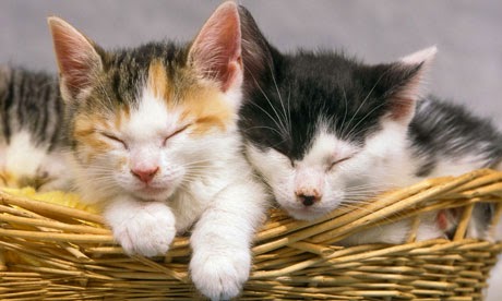 Cats-in-a-basket-008.jpg