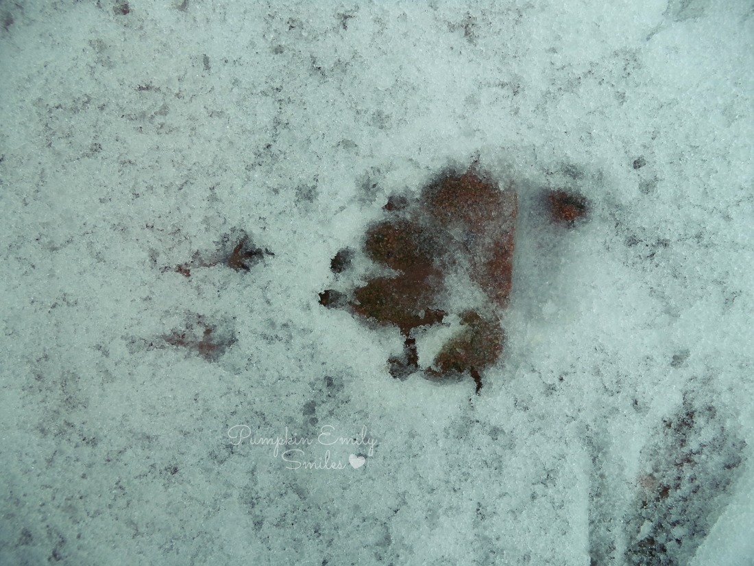 A bird tracks and a dog paw print in the snow.