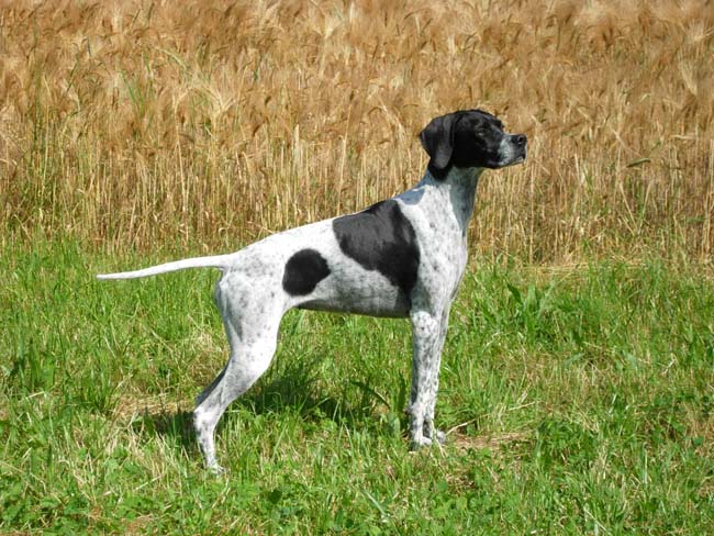 Pointer In Appartamento Pointer In Appartamento