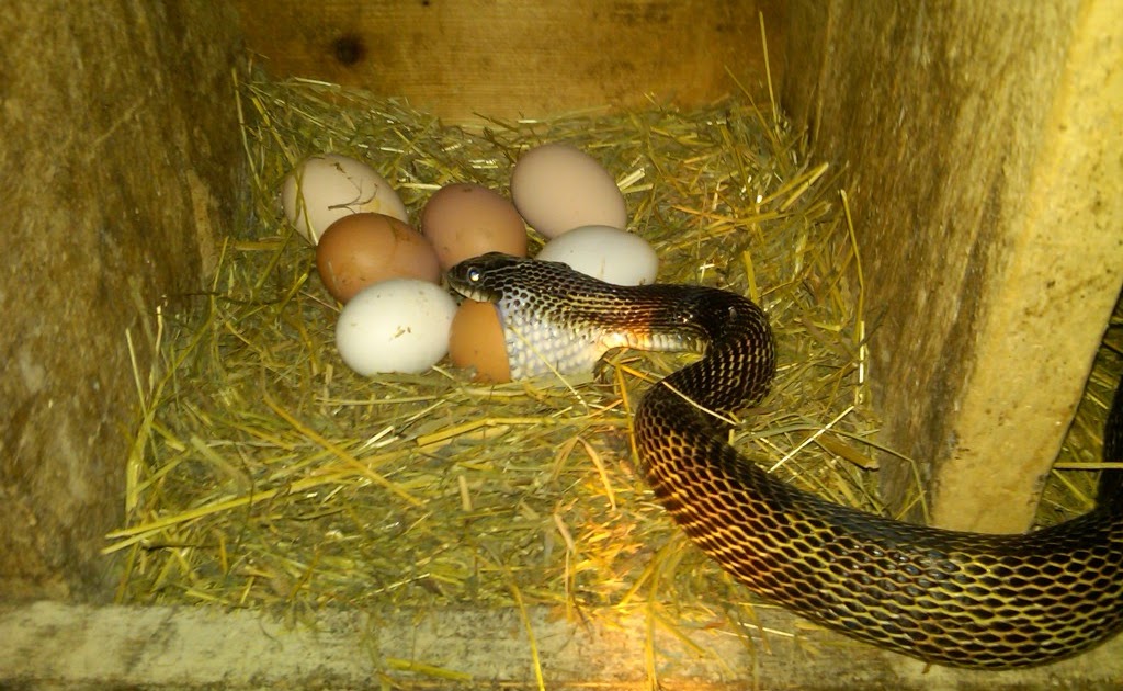 Glass Eggs For Snakes