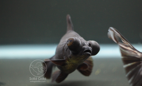 Black Butterfly Black Moor Goldfish