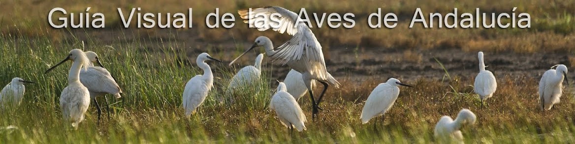 Guía Visual de las Aves de Andalucía