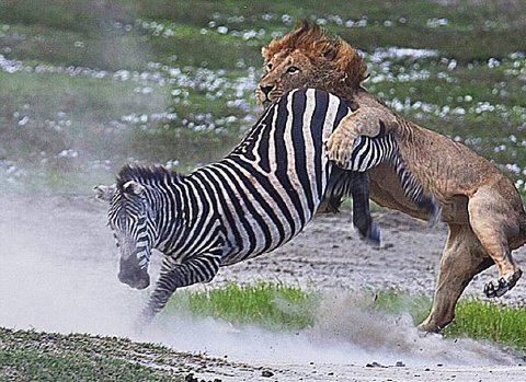 Leon vs Cebra