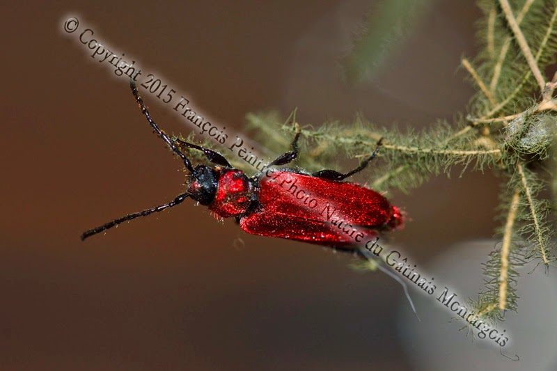 Callidie rouge-sang (Pyrrhidium sanguineum)