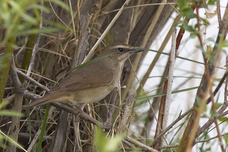 Siberian Rubythroat
