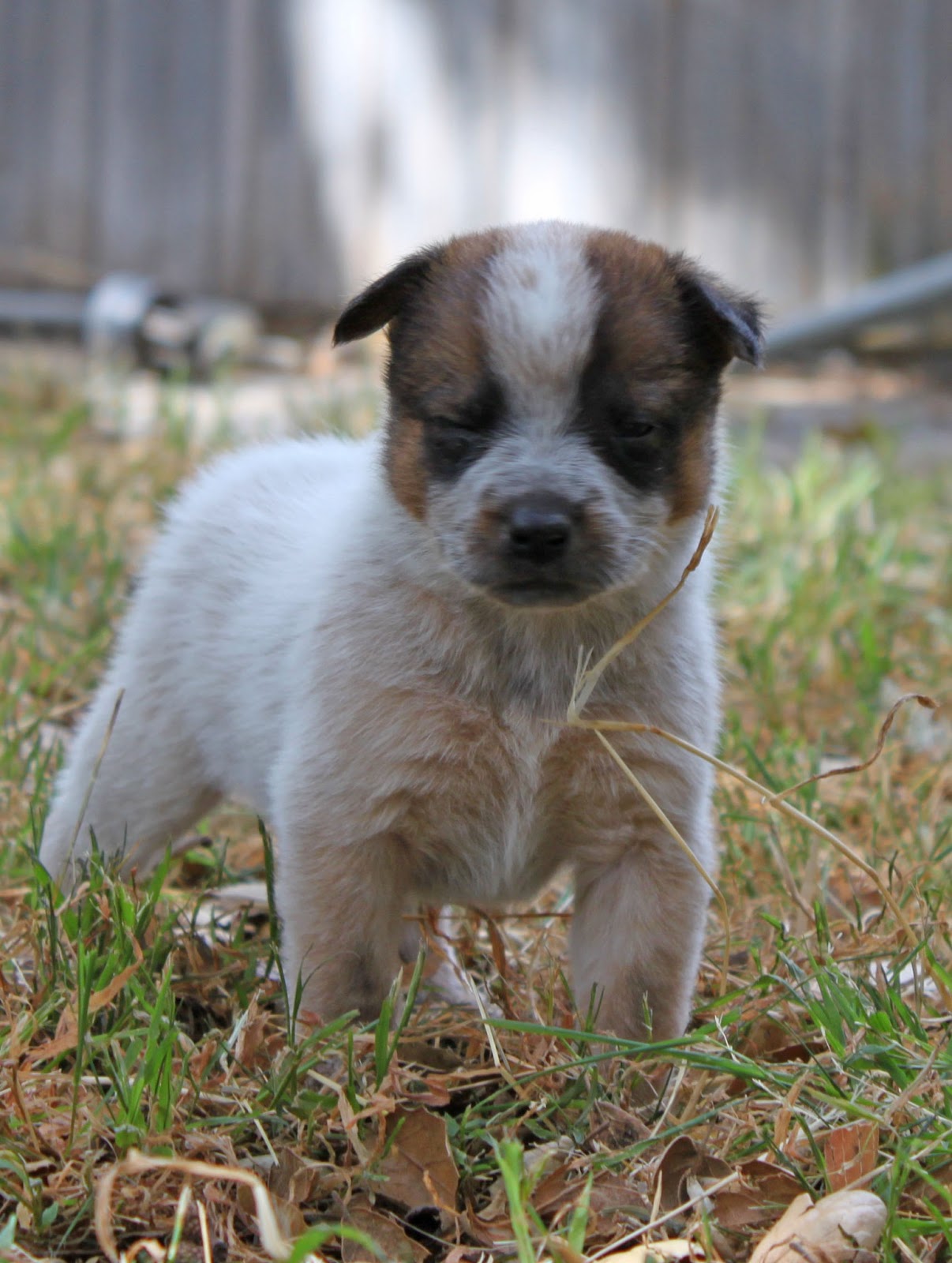 free puppies ventura queensland heeler puppies in ventura county breeds free puppies ventura queensland heeler puppies in ventura county breeds