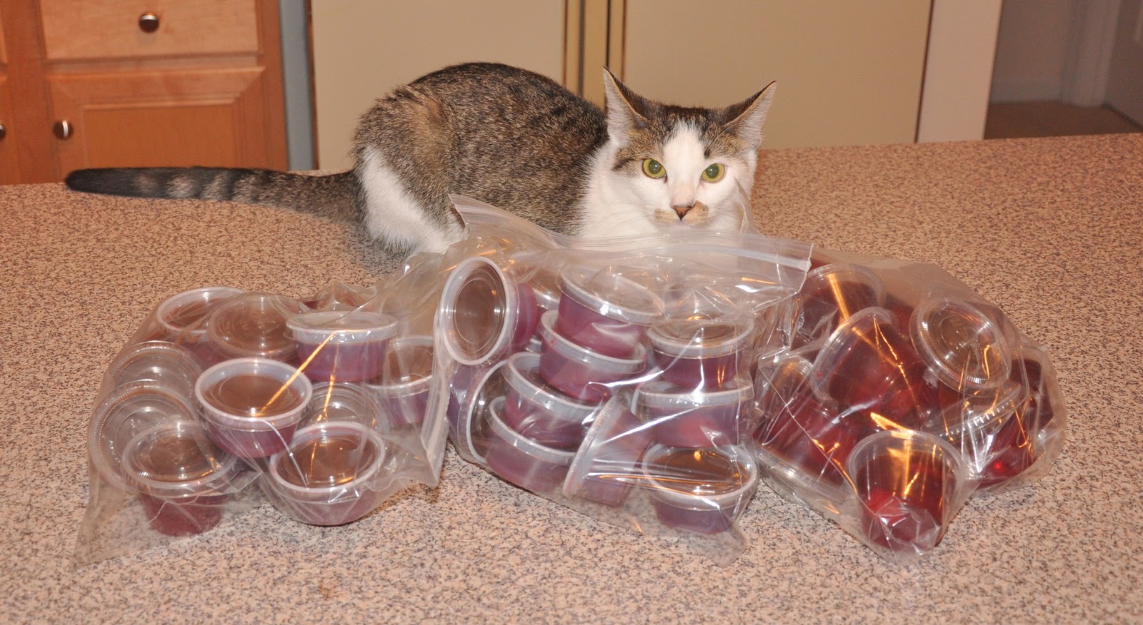 Barb's Cats and Quilts ChocolateCovered Cherry Jello Shots