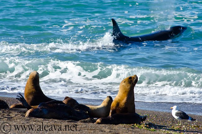 sea lions in Punta Norte watching a Big Orca