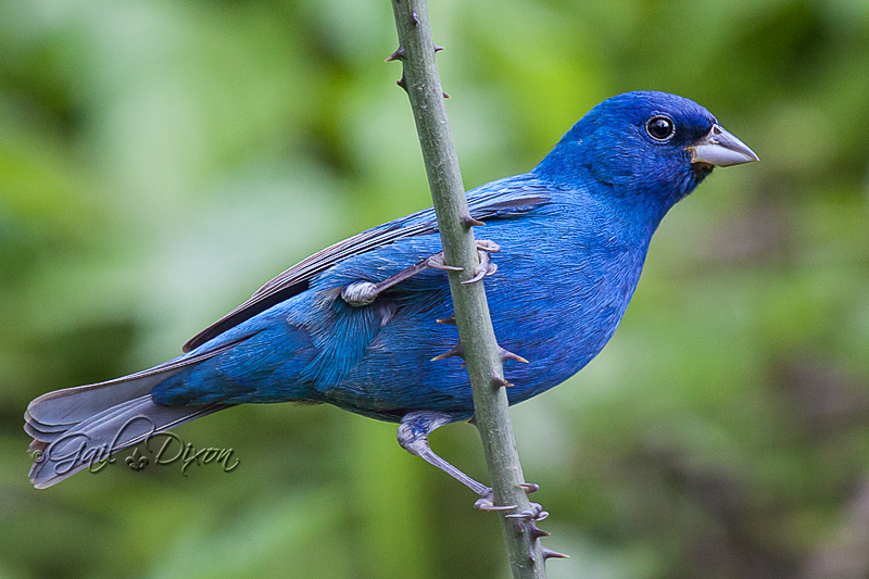 Louisiana Belle Swamp Blues