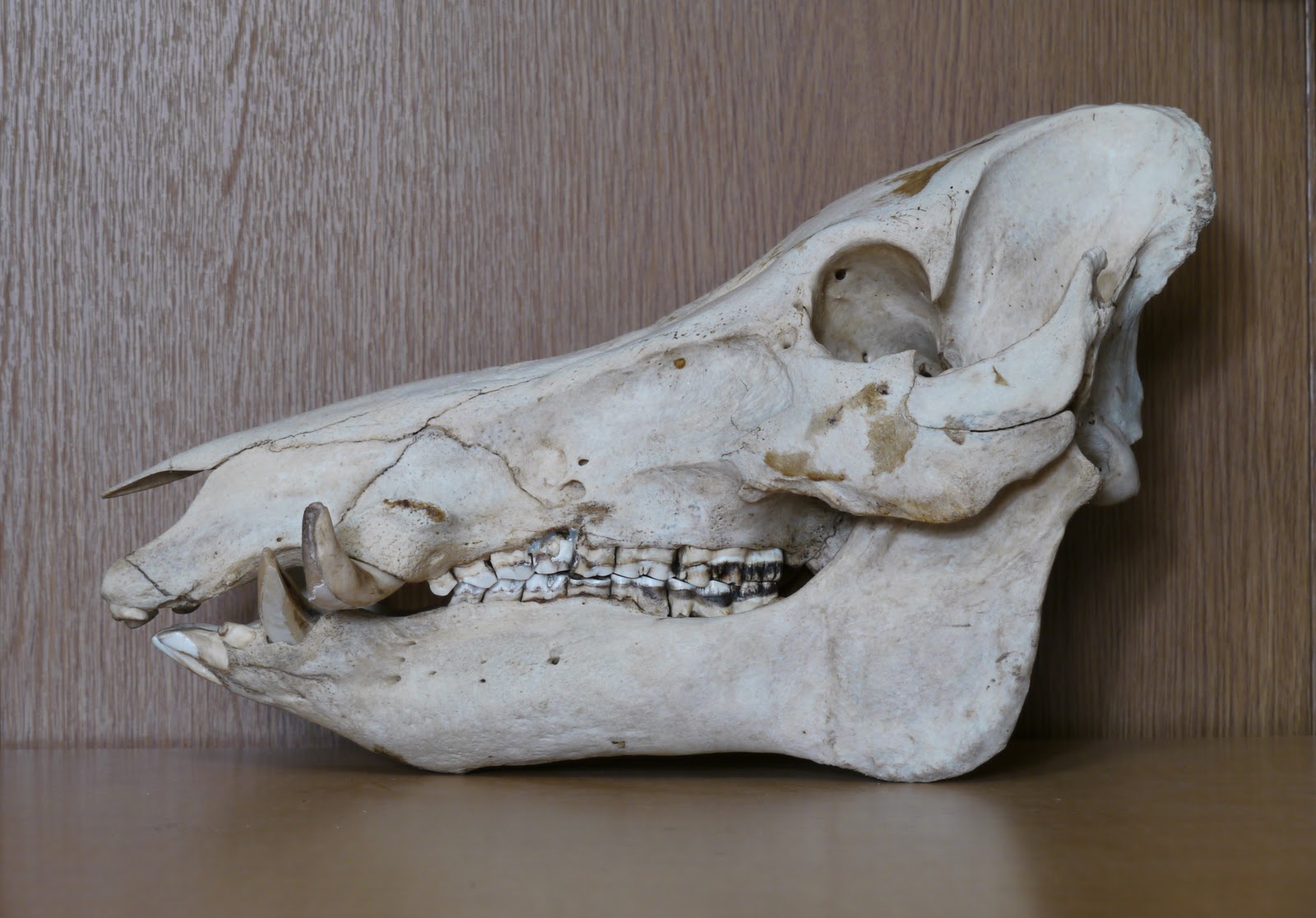 故有事: イノシシの頭骨のオスとメスの違い Sexual Dimorphism of Wild ...