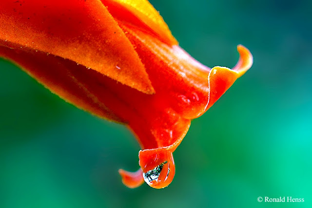 Blumen - Blüten - Gewächshaus Botanischer Garten Uni Saarbrücken
