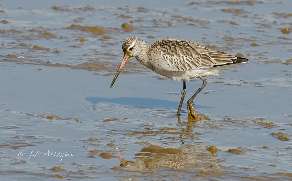 Aguja colipinta, Limosa lapponica, Bar-tailed Godwit Zarapito real, Numenius arquata, Eurasian Curlew