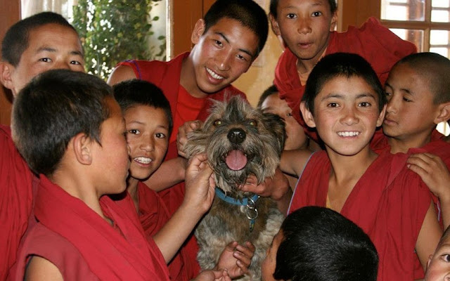 Muere Oscar, el perro viajero