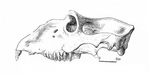 Kvabebihyrax skull