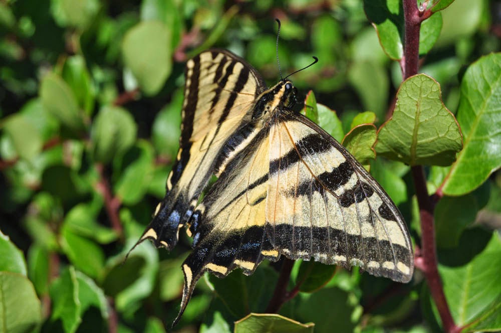 Mother Nature's Backyard - A Water-wise Garden: Western Tiger