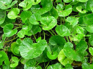 Daun Pegagan Daun Pegagan