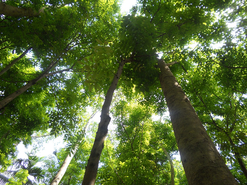mahogany tree seeds