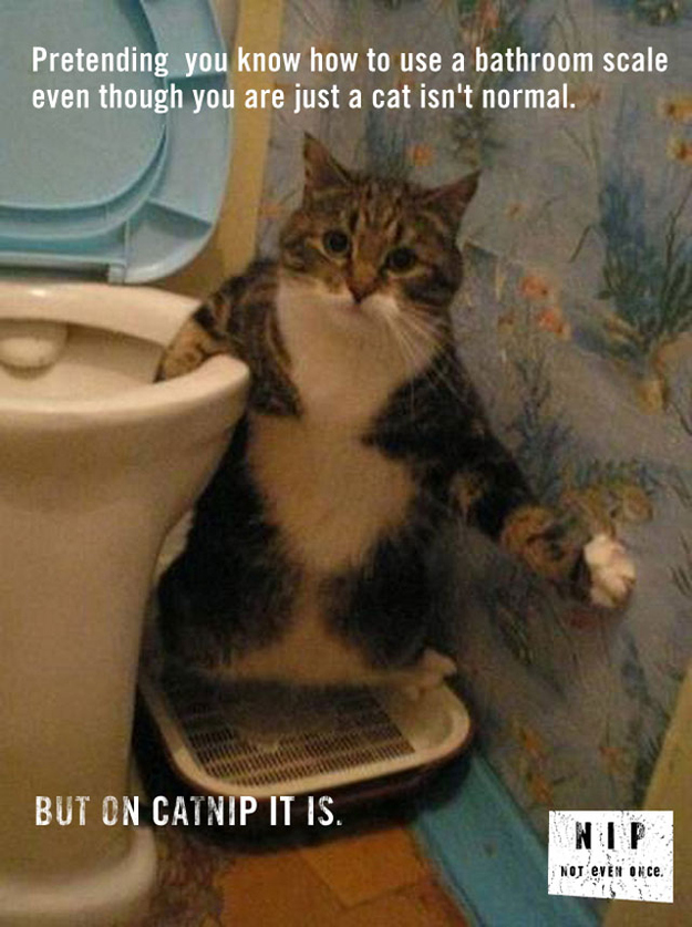 Funny catnip PSAs (20 pics) Amazing Creatures