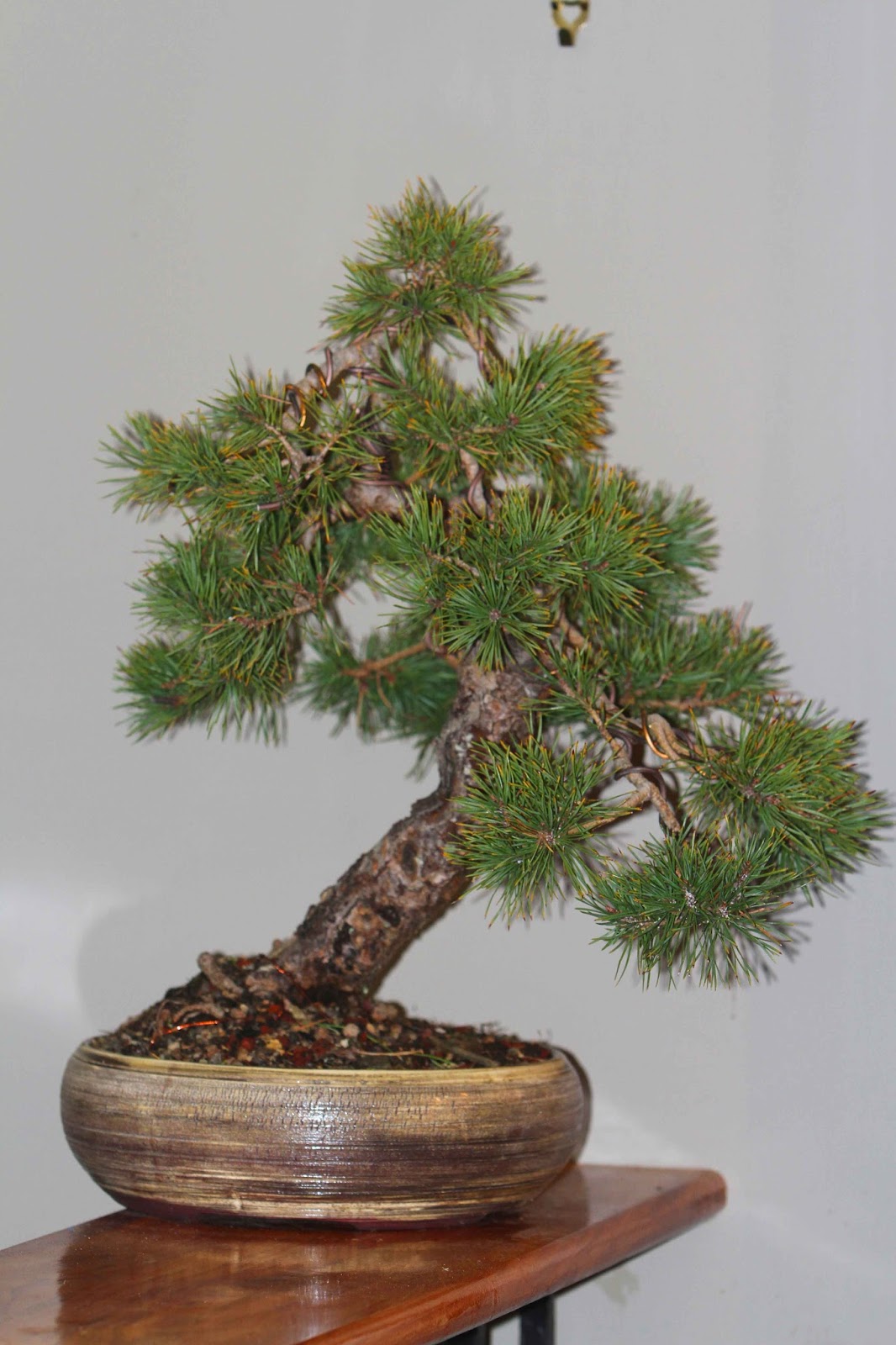 Fionna's Bonsai Pots, Kiwi Made, In New Zealand The Bonsai Pot and