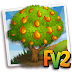 Guaiac Wood Tree ( tree,elder,heirloom )