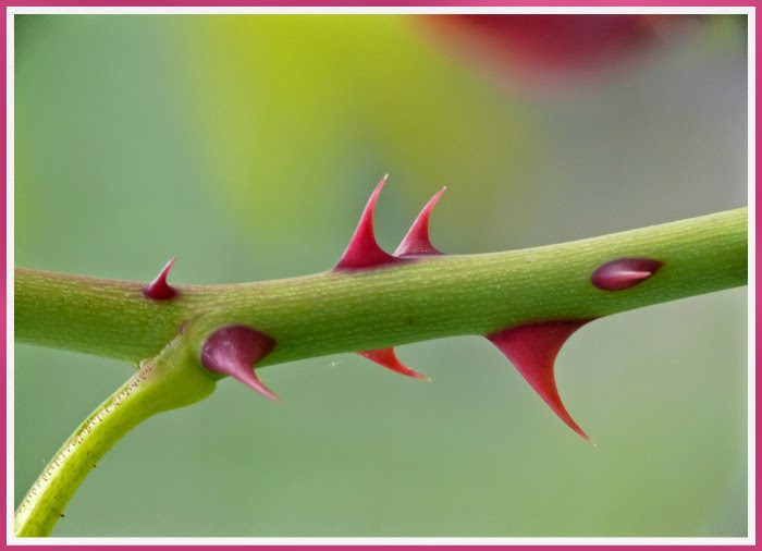 Textusa Haywhimee, Roses and Thorns