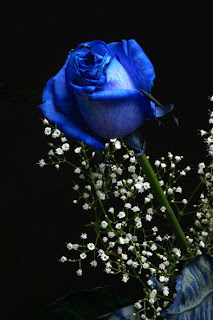 Blue Roses