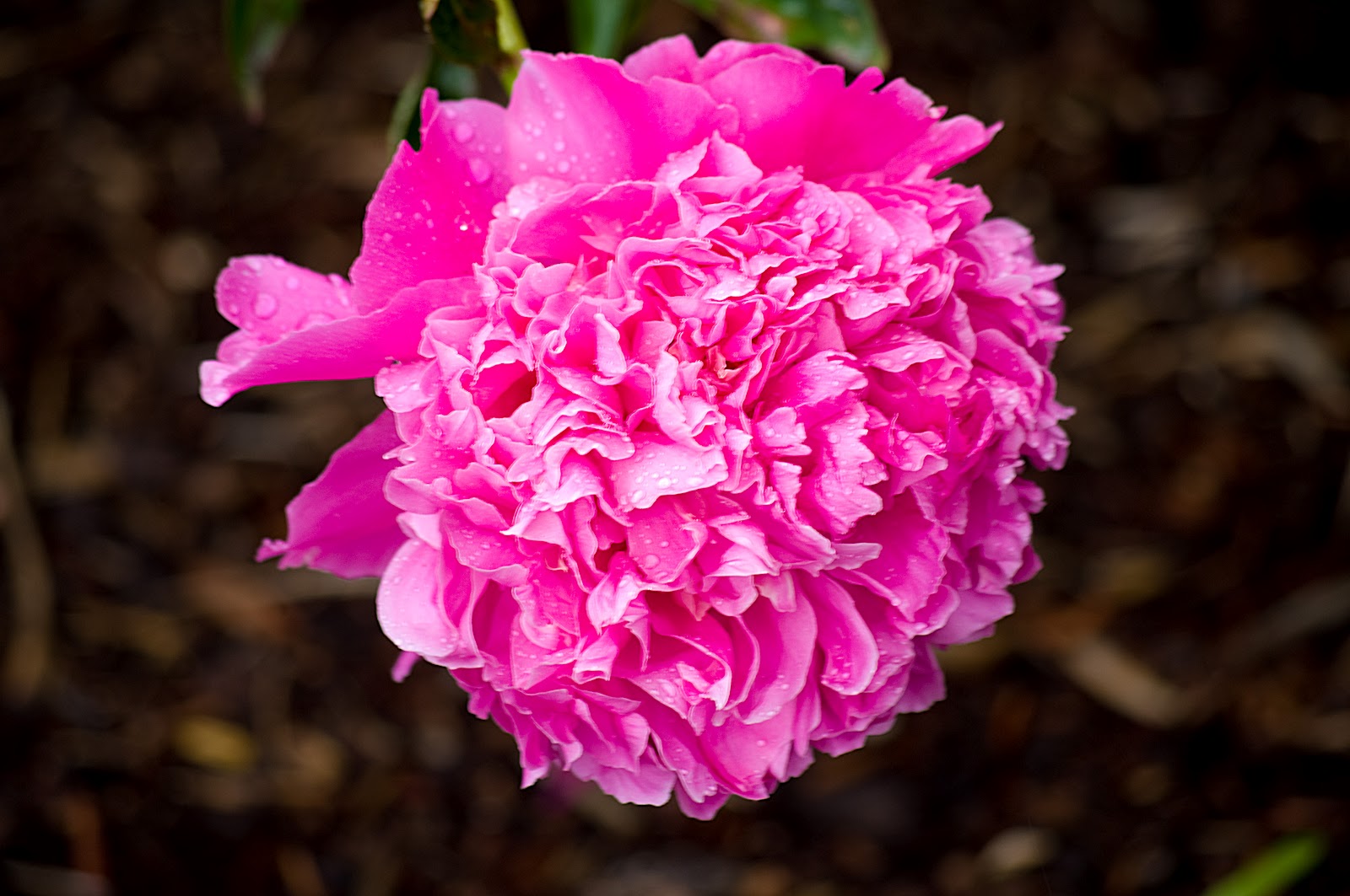 Thom Zehrfeld Photography Adelman Gardens Peony Paradise Three