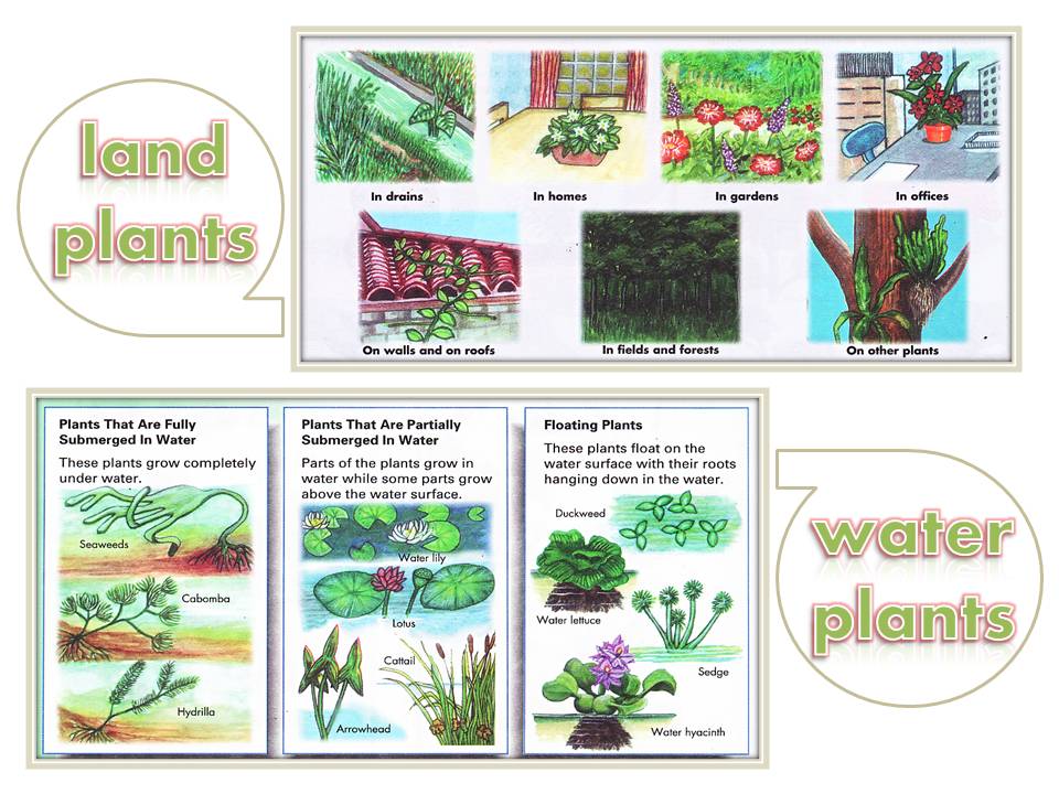 How to categorize plants information