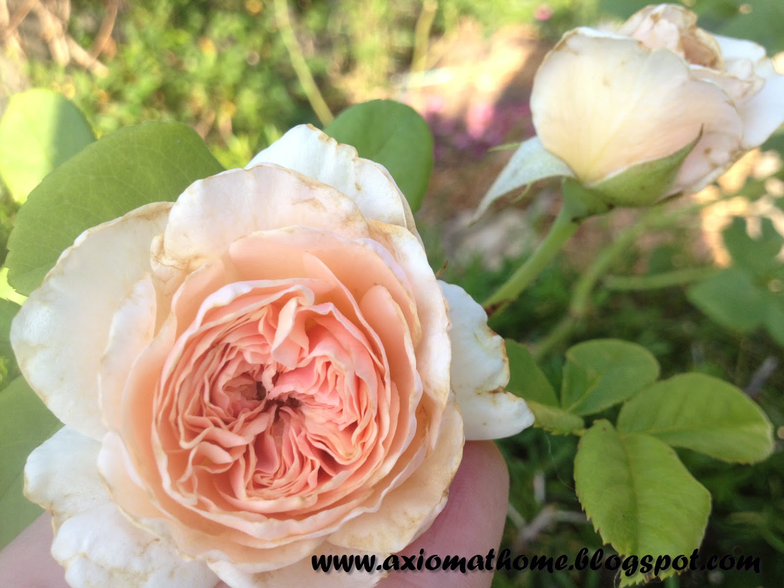 Axiom At Home Natural Treatments for Black Spot (on Roses)