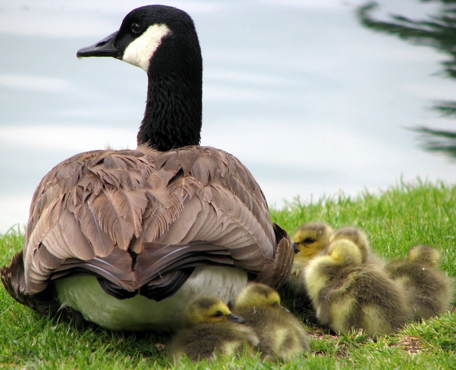 Through A Different Lens Mom Goose Being Protective of Her Goslings!!