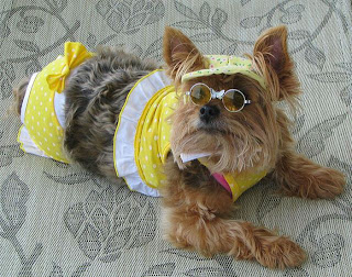 Funny Cats And Dogs Wearing Bikinis