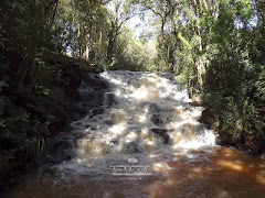 Raposa - Apucarana-PR