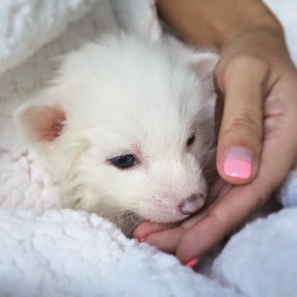 White Wolf : Shh! This tiny domesticated red fox is trying to sleep!