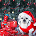 Hond met kerstmuts bij kerstboom