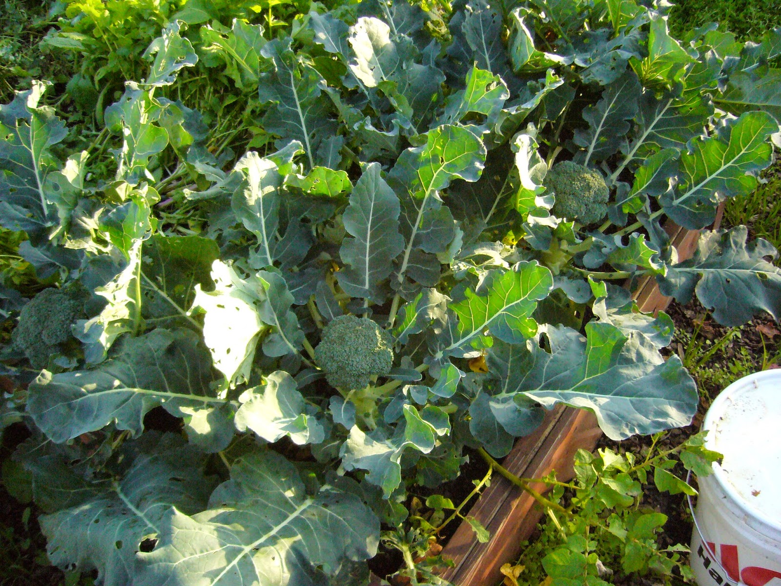 Sacramento Vegetable Gardening Choppin' Broccoli