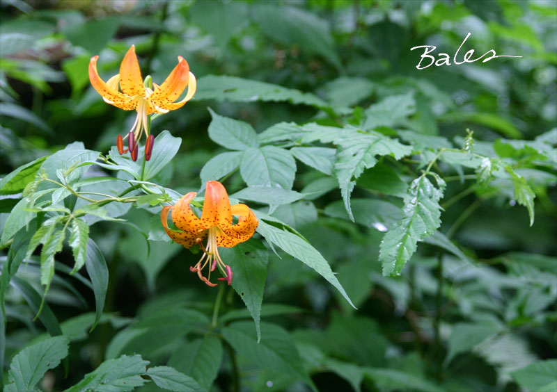 Turk's cap lily