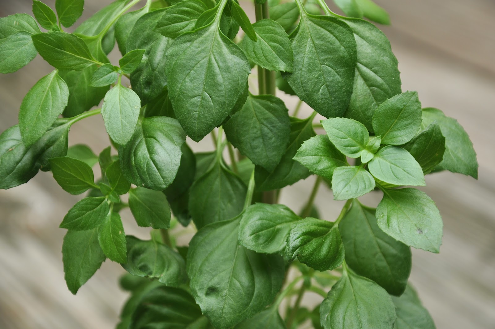 365 Days of DIY Fresh Herb Dijon Mustard Dressing