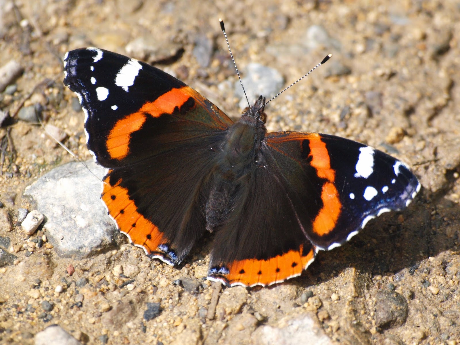 Ragged Robin's Nature Notes Butterflies at Oversley Wood, Warwickshire