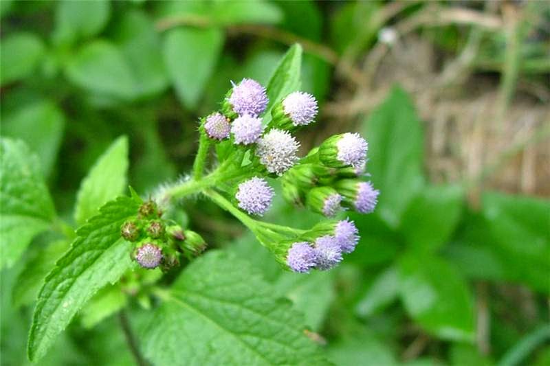 Khasiat dan Manfaat Bandotan (Ageratum Conyzoides)  Berikut adalah gambaran umum mengenai tumbuhan bandotan Khasiat dan Manfaat Bandotan (Ageratum Conyzoides)