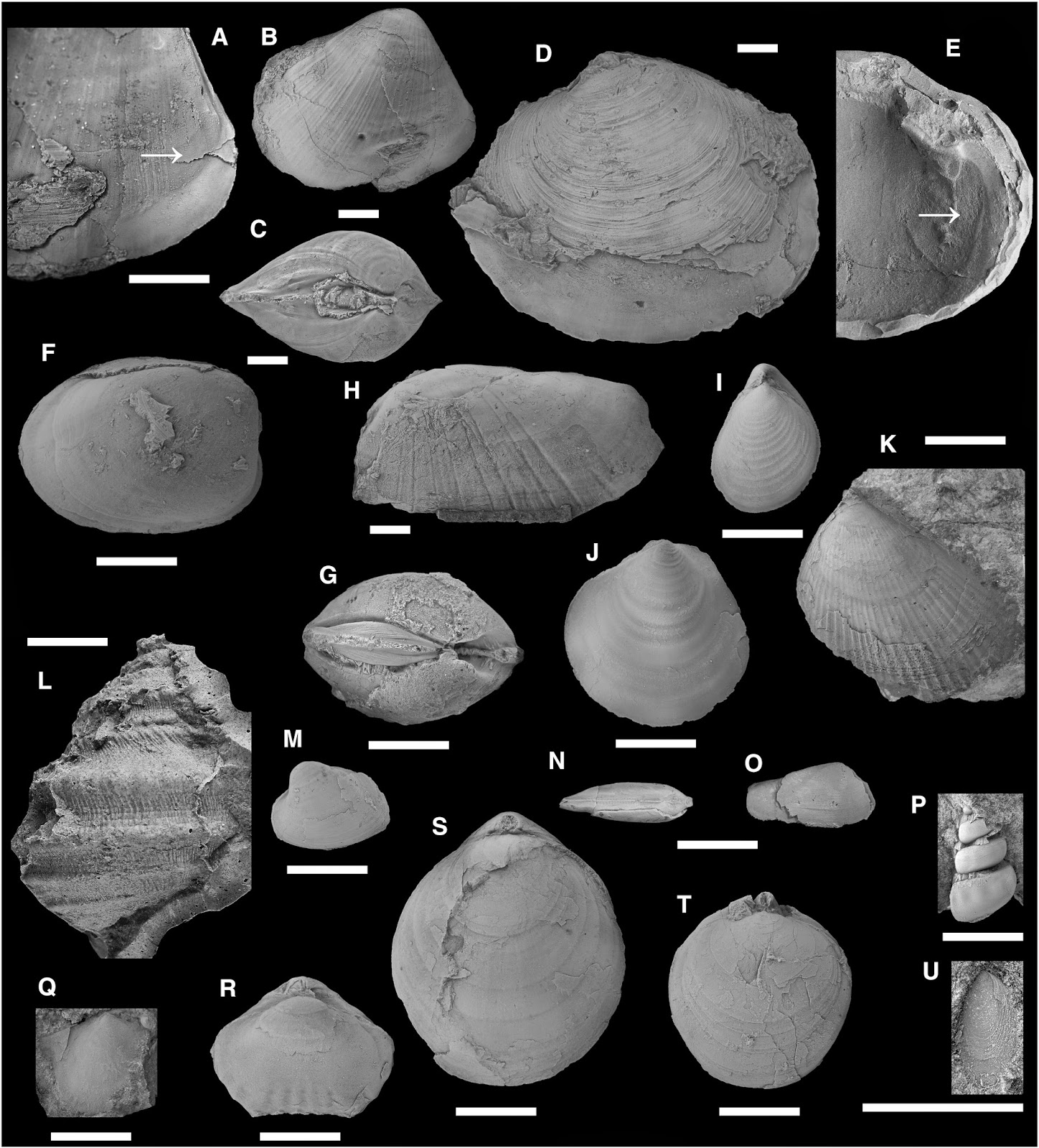 The Dragon's Tales A Tithonian Jurassic Hydrocarbon Seep's Marine